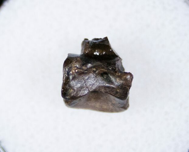 Unidentified Theropod Cervical Vertebrae #12816